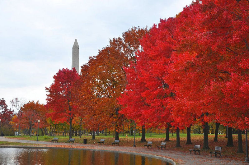 The Best Fall Foliage in the DMV